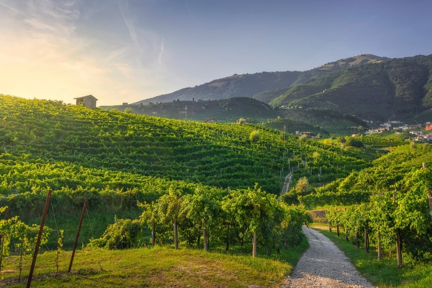 Guida ai vini del Veneto: Prosecco, Amarone e altre eccellenze